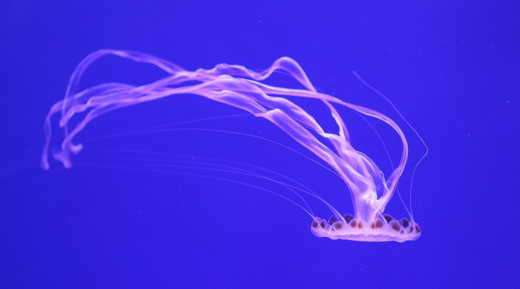 Valencia Aquarium: Een Diepe Duik in Mijn Ervaring