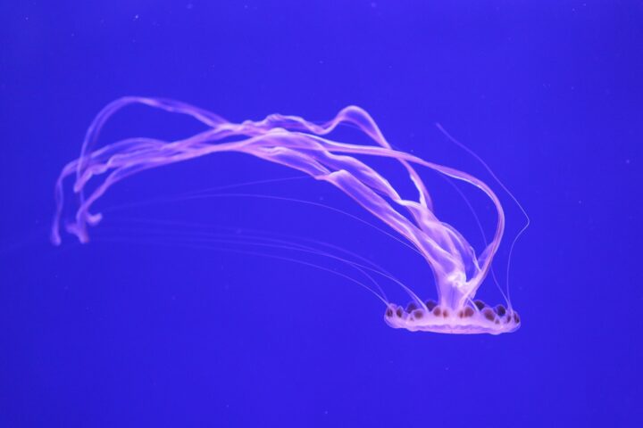 Valencia Aquarium: Een Diepe Duik in Mijn Ervaring